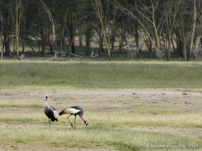 Gray Crowned Cranes (Balearica regulorum) Nakuru NP