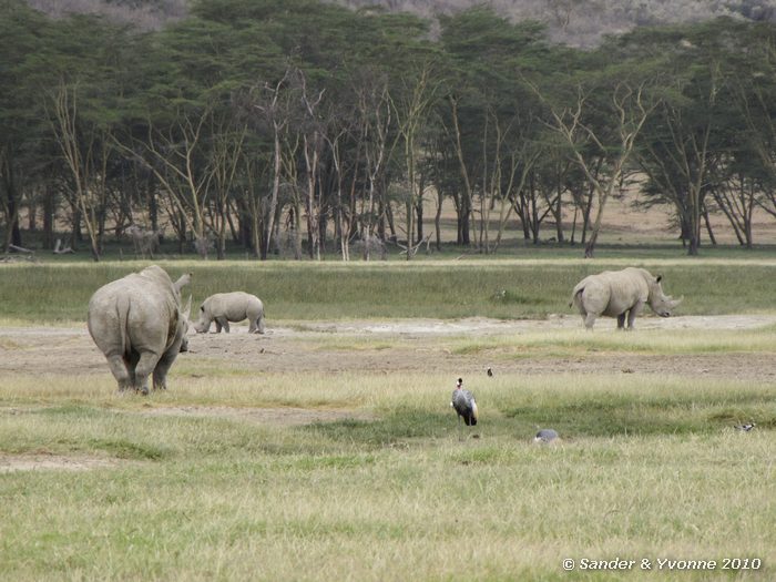 White Rhinoceros (Ceratotherium simum) and Gray Crowned Cranes (Balearica regulorum) Nakuru NP
