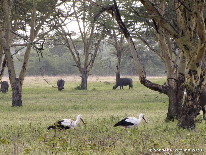 White stork (Ciconia ciconis) Nakuru NP