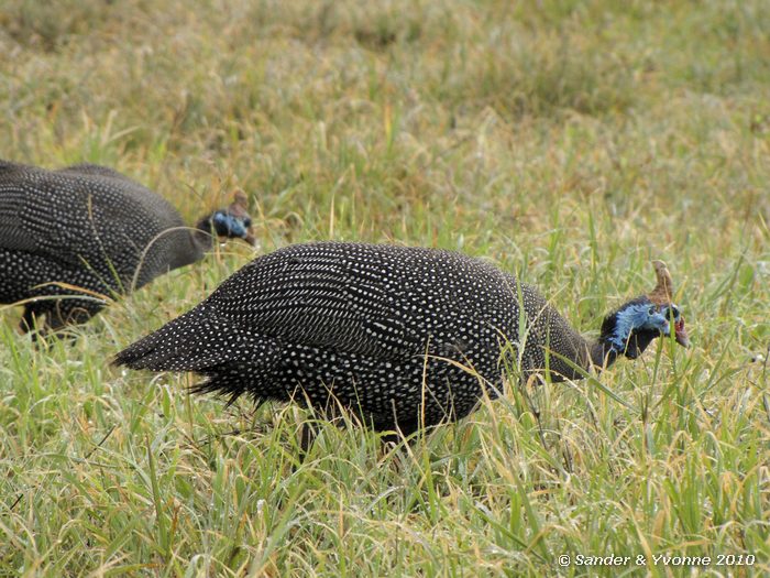 Helmeted Guineafowl (Numida meleagris) Nakuru NP