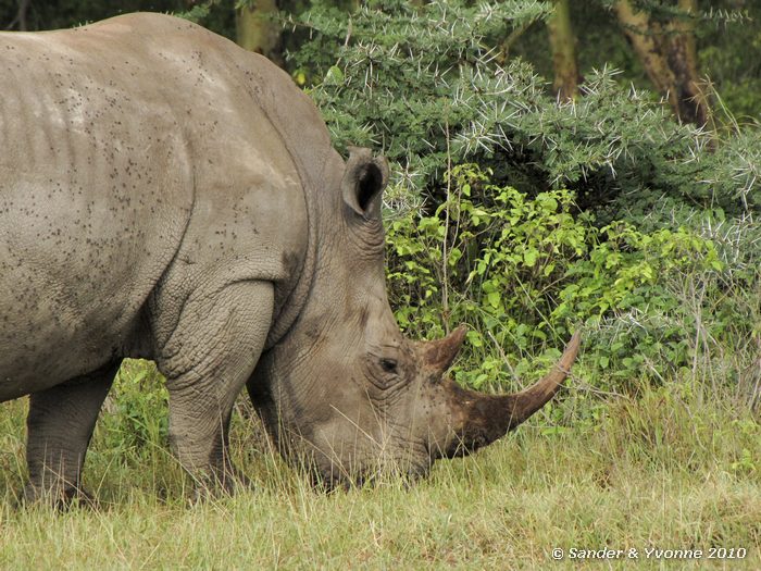 White Rhinoceros (Ceratotherium simum) Nakuru NP