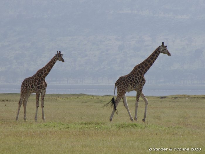 Giraffe (Giraffa camelopardalis) Nakuru NP