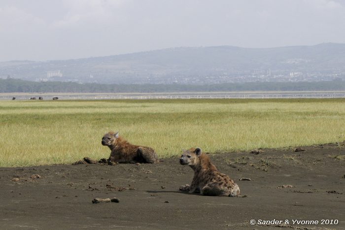 Spotted hyena (Crocuta crocuta) Nakuru NP