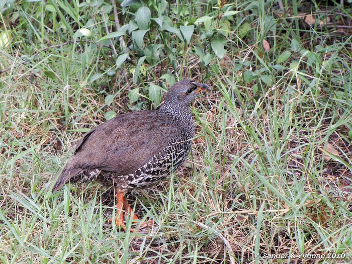 Red-necked Spurfowl (Francolinus afer) Nakuru NP