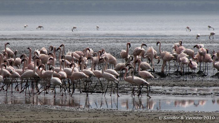Lesser Flamingoes (Phoeniconaias minor) Nakuru NP