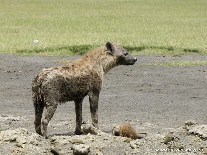 Spotted hyena (Crocuta crocuta) Nakuru NP