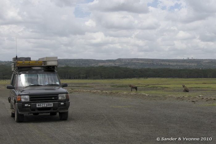 Spotted hyena (Crocuta crocuta) Nakuru NP