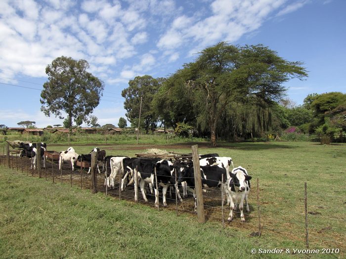  Kembu farm, Njoro