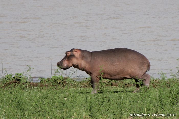 Common Hippopotamus (Hippopotamus amphibius) Roberts camp, Baringomeer