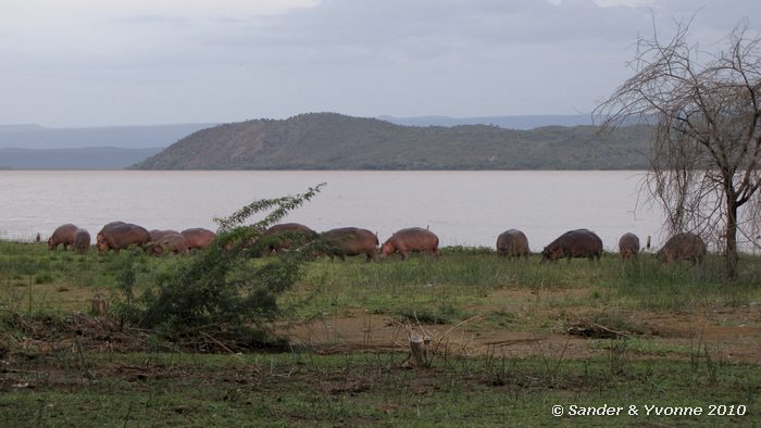 Common Hippopotamus (Hippopotamus amphibius) Roberts camp, Baringomeer