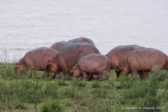 Common Hippopotamus (Hippopotamus amphibius) Roberts camp, Baringomeer