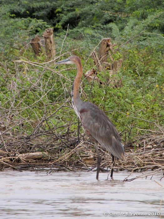 Goliath Heron (Ardea goliath) Boottocht op Baringomeer
