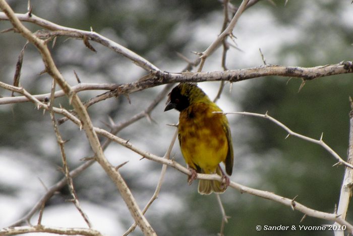Vitelline Masked Weaver (Ploceus vitellinus) Boottocht op Baringomeer