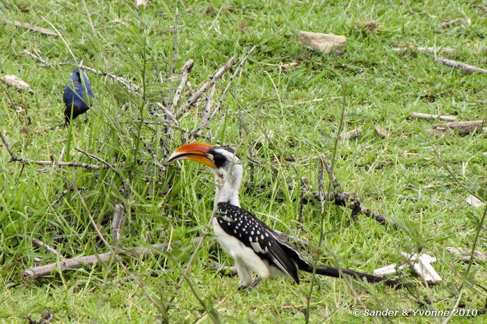 Red-bliied Hornbill (Tockus erythrorhynchus) Roberts camp, Baringomeer