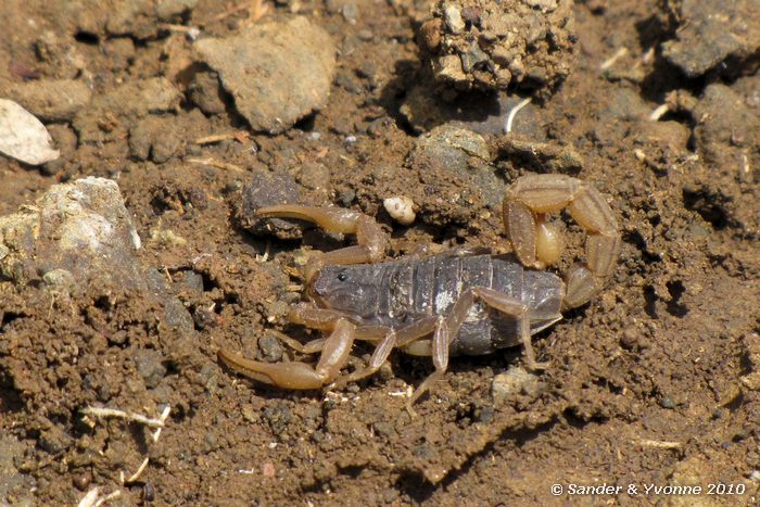 Scorpion Wandeling bij Roberts camp, Baringomeer
