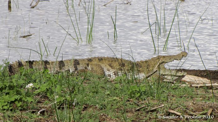 Nile crocodile (Crocodylus niloticus) Roberts camp, Baringomeer