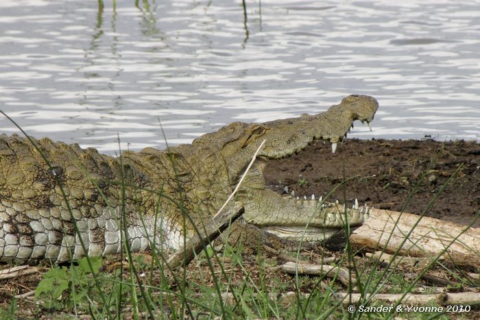 Nile crocodile (Crocodylus niloticus) Roberts camp, Baringomeer