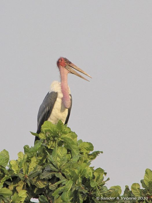 Marabou Stork (Leptoptilos crumeniferus) Tembo beach hotel, Musoma