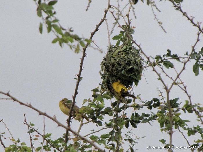 Lesser Masked Weaver (Ploceus intermedius) Tembo beach hotel, Musoma