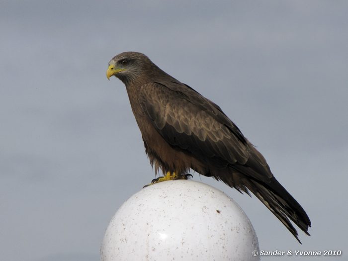 Black Kite (Milvus migrans) Tembo beach hotel, Musoma