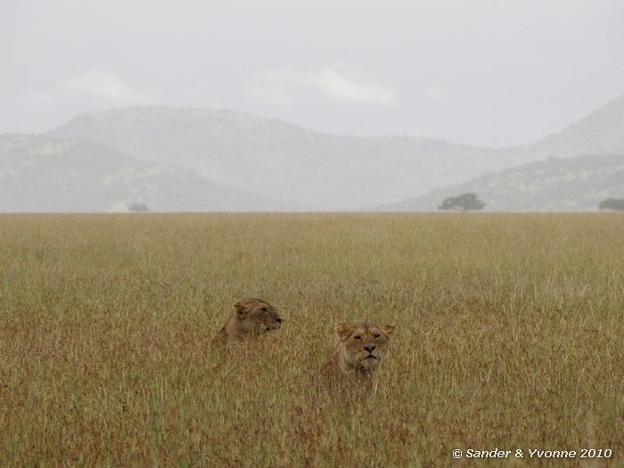Lion (Panthera leo) Serengeti NP