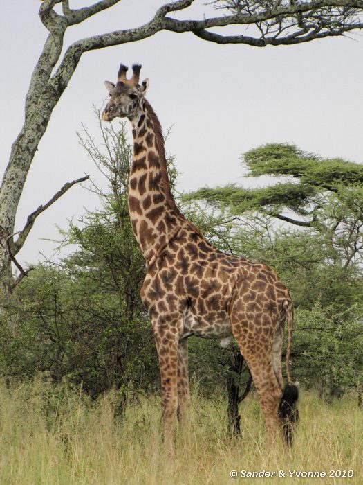 Giraffe (Giraffa camelopardalis) Serengeti NP