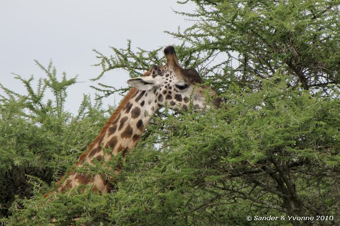 Giraffe (Giraffa camelopardalis) Serengeti NP