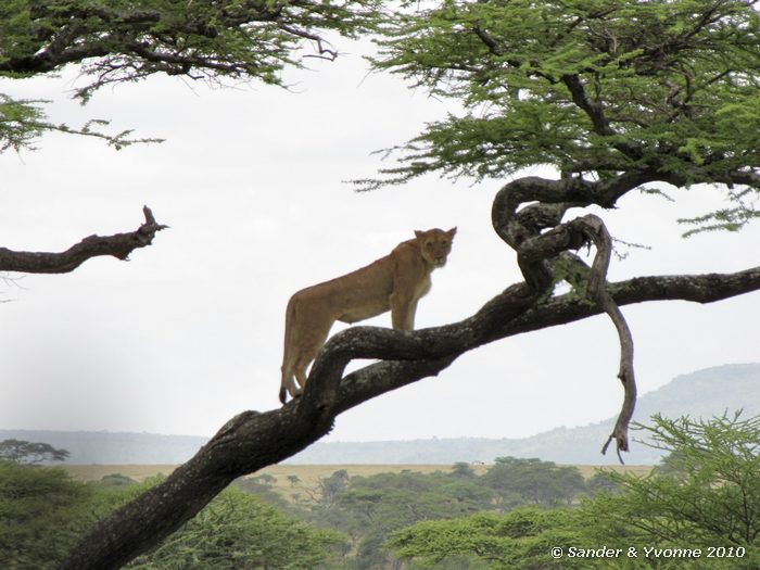 Lion (Panthera leo) Serengeti NP