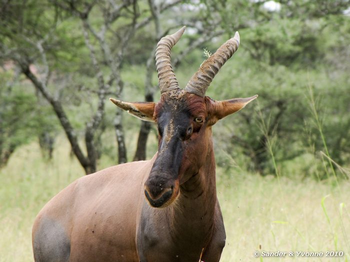 Topi (Damaliscus lunatus) Serengeti NP