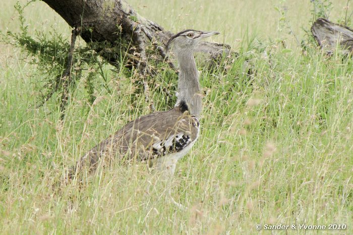 Kori Bustard (Ardeotis kori) Serengeti NP