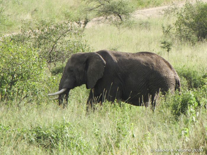 African elephant (Loxodonta african) Serengeti NP