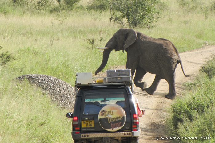 African elephant (Loxodonta african) Serengeti NP