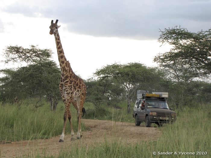Giraffe (Giraffa camelopardalis) Serengeti NP