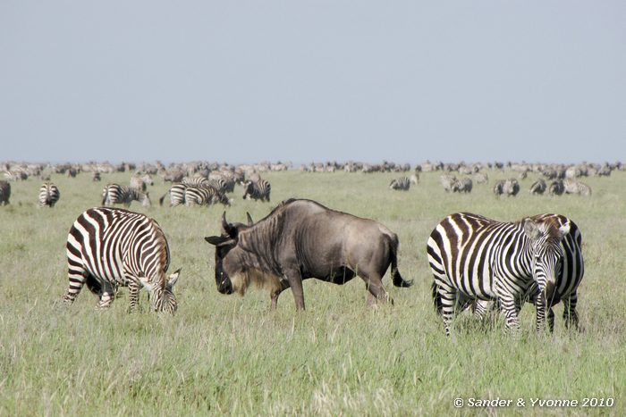 Plains Zebra (Equus burchelii) and Wildebeest (Connochaetes taurinus) Serengeti NP