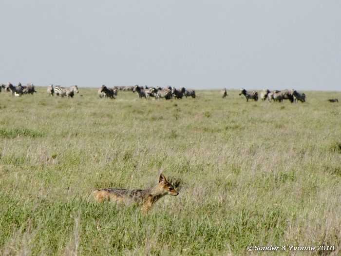 Black-backed Jackal (Canis mesomelas) Serengeti NP