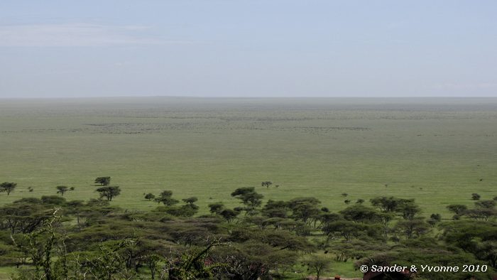 Wildebeest (Connochaetes taurinus) Naabi hill gate, Serengeti NP