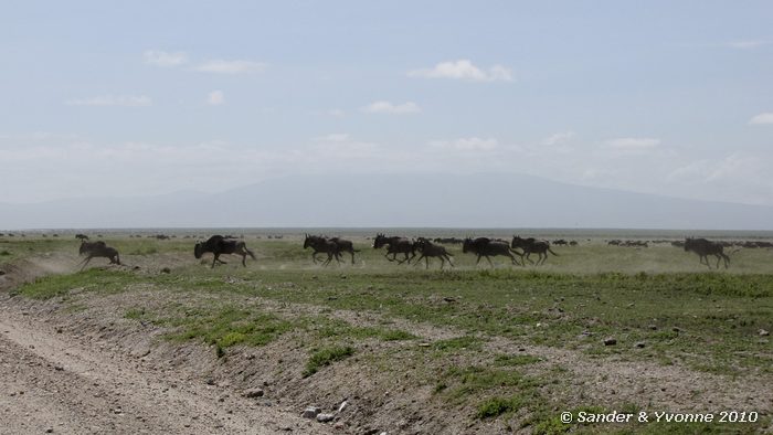 Wildebeest (Connochaetes taurinus) Serengeti NP