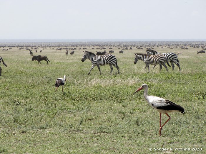 White stork (Ciconia ciconis) and Plains Zebra (Equus burchelii)  Serengeti NP