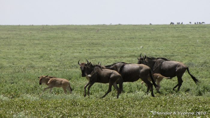 Wildebeest (Connochaetes taurinus) Ngoro-ngoro beschermd gebied