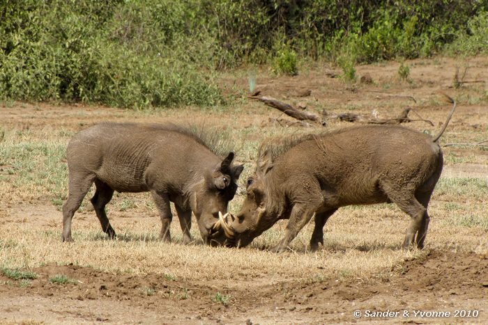 Warthog (Phacochoerus africanus) Lake Manyara NP