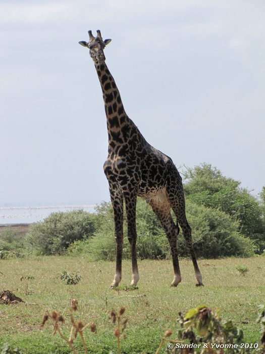 Giraffe (Giraffa camelopardalis) Lake Manyara NP