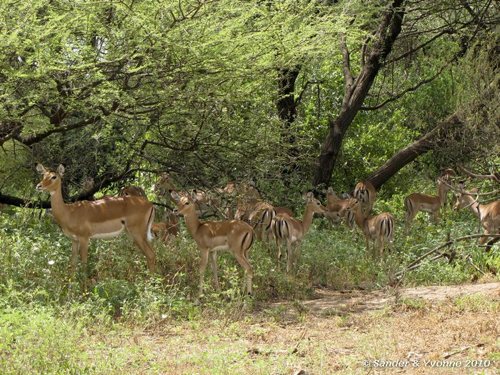 Impala (Aepyceros melampus) Lake Manyara NP