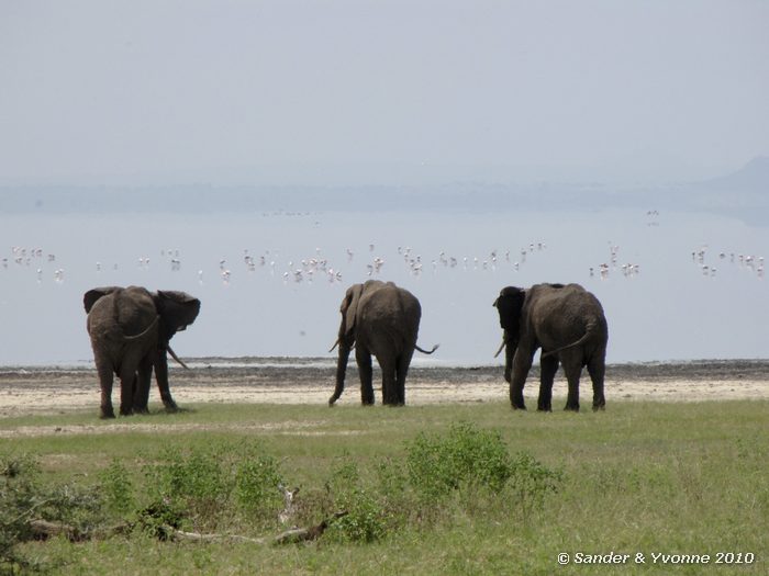 African elephant (Loxodonta african) Lake Manyara NP