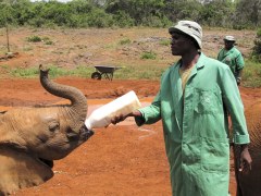 Olifantje krijgt melk