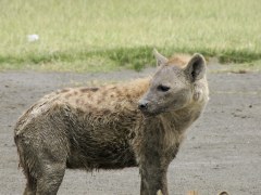 Hyena