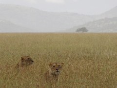 Leeuwen in de Serengeti