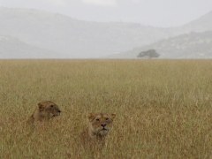 Leeuwen in de Serengeti
