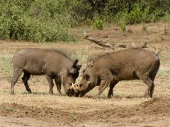 Vechtende wrattenzwijnen