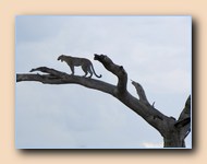 [Click to enlarge image]