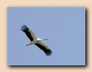 [Click to enlarge image]